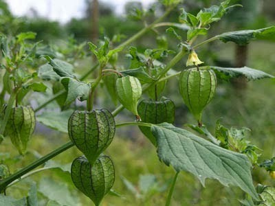 Ở Việt Nam mọc dại đầy đường, sang Nhật bán trong siêu thị gần triệu đồng/kg-4