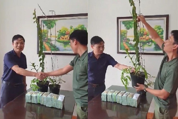 Tiết lộ của đại gia Hà Tĩnh ra Hải Phòng mua 2 chậu lan 3,5 tỷ-2