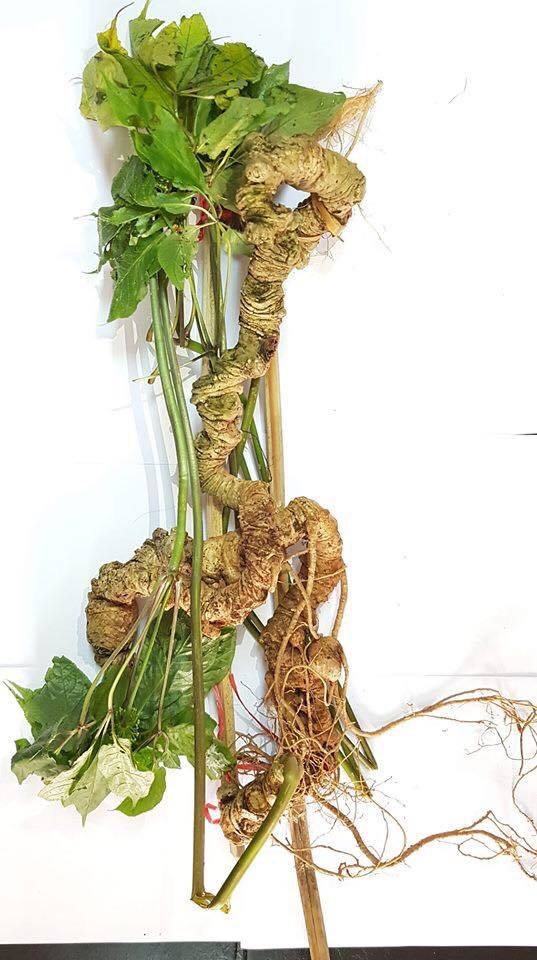 Xuất hiện cặp sâm Ngọc Linh khổng lồ trị giá tiền tỷ ở Việt Nam-4