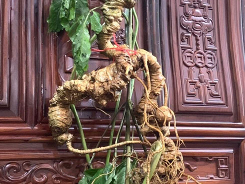 Củ sâm rừng tự nhiên ‘khủng’ ở Quảng Nam-2