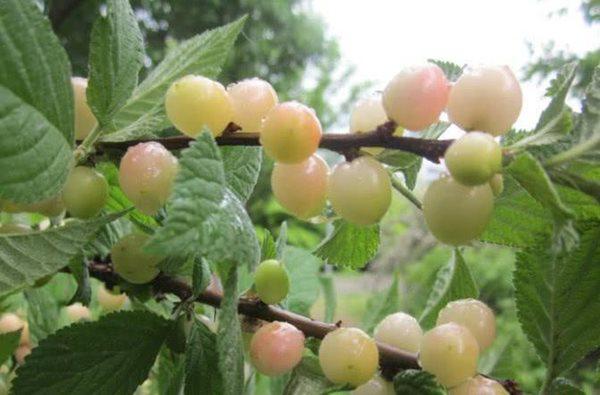 Quả ngọc trai vừa đẹp vừa ngon giá hơn 400.000đ/kg vẫn đắt khách-2