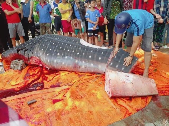 Con cá khổng lồ ngư dân Sầm Sơn xẻ thịt bán là cá nhám voi quý hiếm-1