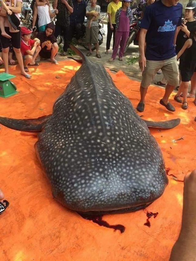Con cá khổng lồ ngư dân Sầm Sơn xẻ thịt bán là cá nhám voi quý hiếm-2