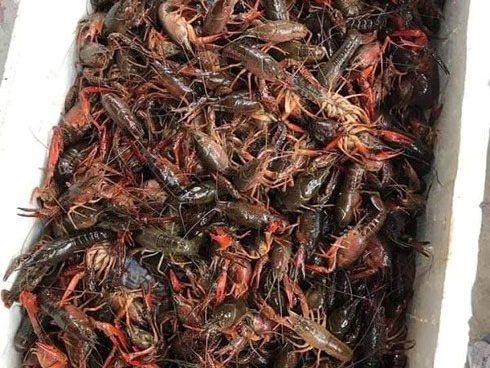 Tôm hùm đất giá nào cũng có bán tràn lan trên mạng, mặc cảnh báo có thể nguy hiểm, bà nội trợ vẫn mua ầm ầm-12