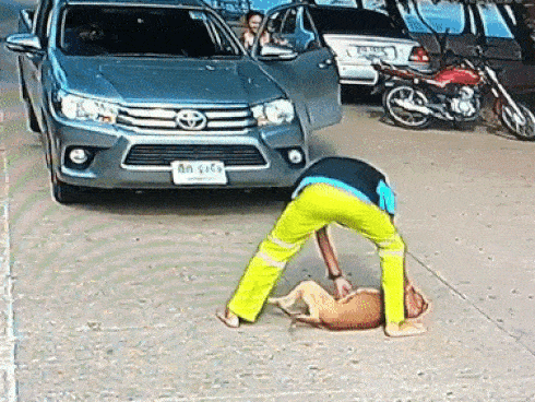 Clip: Chó nằm ườn ngủ trưa, 'cướp đường' của tài xế và cái kết bất ngờ