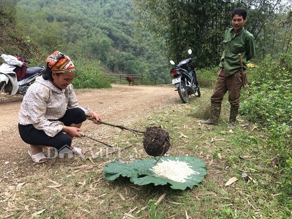 Nữ cao thủ kể chuyện ly kỳ vào rừng săn đặc sản trứng kiến cực lạ-5