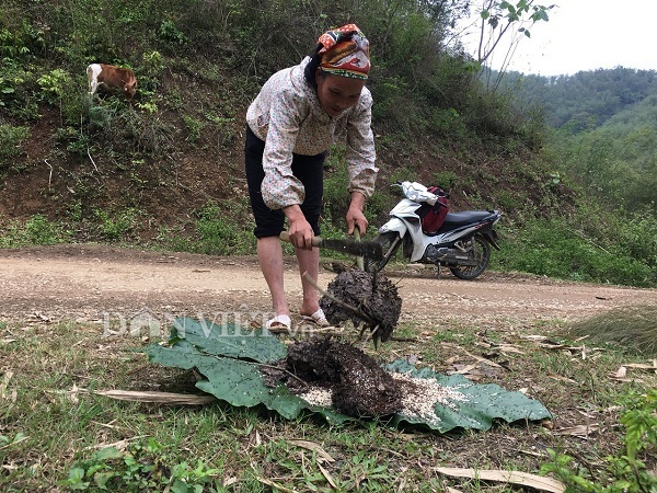 Nữ cao thủ kể chuyện ly kỳ vào rừng săn đặc sản trứng kiến cực lạ-1