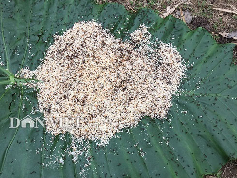 Kỳ lạ trứng kiến gai đen trái mùa hét giá gần triệu đồng/kg vẫn được bà nội trợ sành ăn móc hầu bao-4