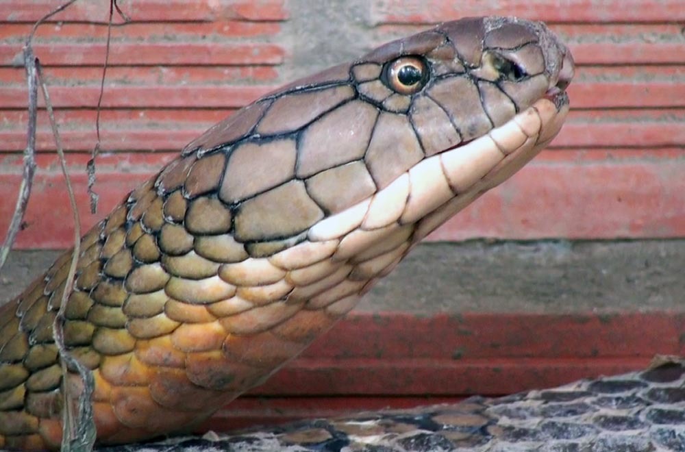 Hai con rắn hổ khủng ở miền Tây sẽ được xử lý thế nào?-2