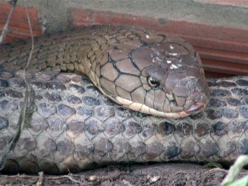 Người dân đổ xô xem rắn hổ mang chúa quý hiếm-1