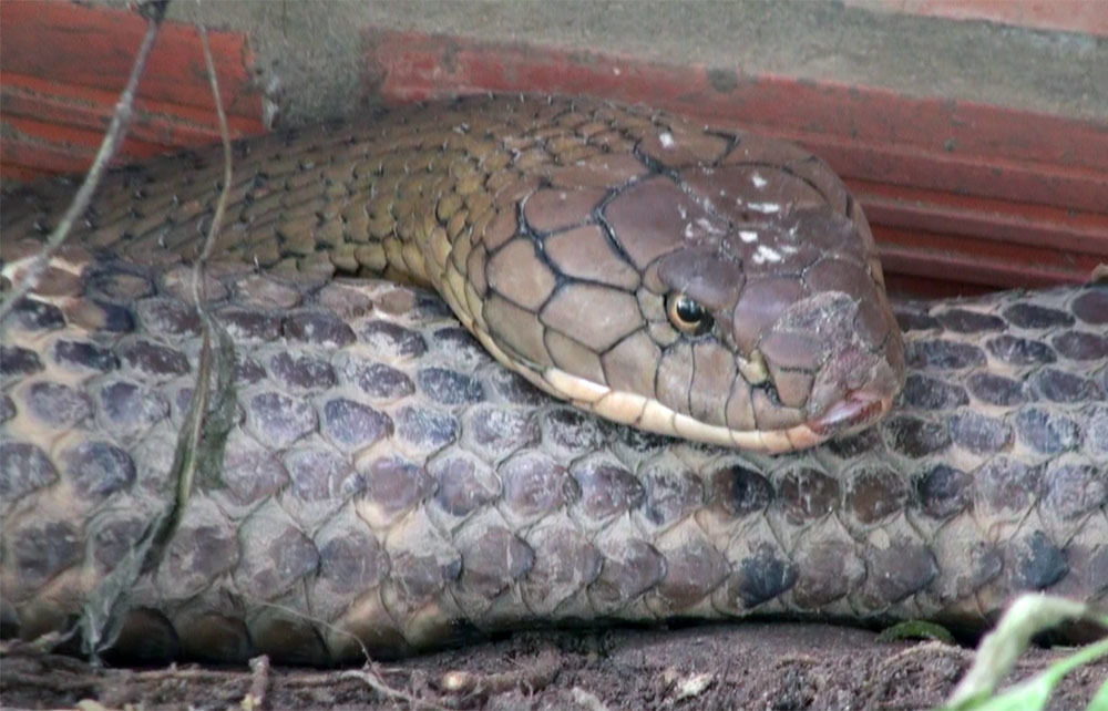 Hai con rắn hổ khủng ở miền Tây sẽ được xử lý thế nào?-1