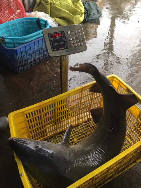 Đại gia chi hơn 15 triệu để mua cá tầm khủng về ăn-2