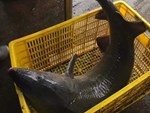 Tác hại khi ăn cá tầm nhập lậu từ Trung Quốc-2