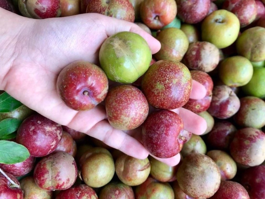 Đặc sản xanh xanh đỏ đỏ Mộc Châu về phố bán giá cao 200.000 đồng/kg-3