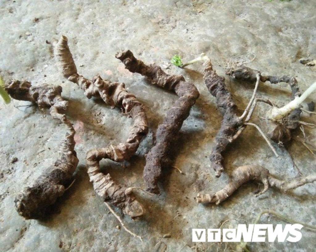 Lạ Tuyên Quang: Cả làng bỏ việc vào rừng đào củ đắt như vàng 9999-1