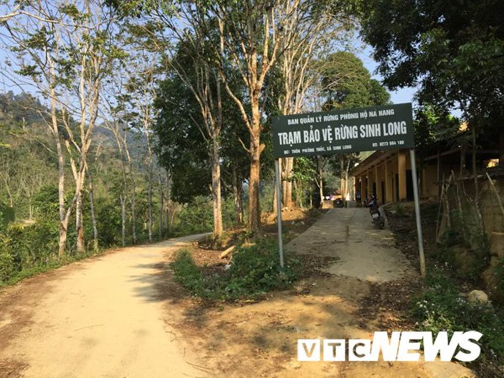 Lạ Tuyên Quang: Cả làng bỏ việc vào rừng đào củ đắt như vàng 9999-2