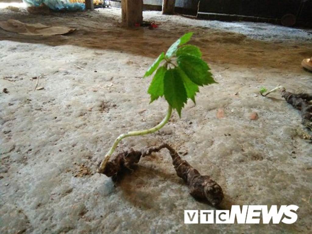 Lạ Tuyên Quang: Cả làng bỏ việc vào rừng đào củ đắt như vàng 9999-4