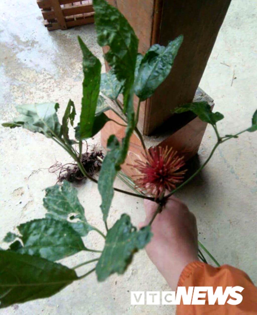 Lạ Tuyên Quang: Cả làng bỏ việc vào rừng đào củ đắt như vàng 9999-7