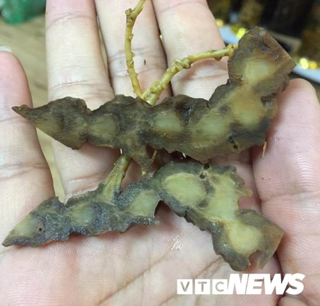 Lạ Tuyên Quang: Cả làng bỏ việc vào rừng đào củ đắt như vàng 9999-8