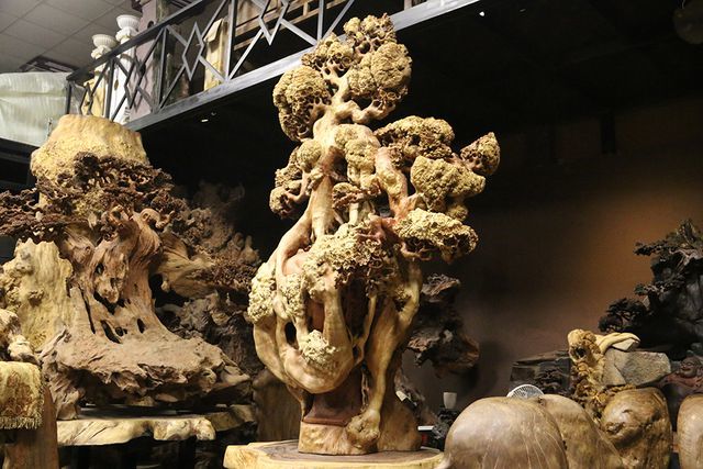 Siêu phẩm mai cổ từ gỗ nu quý hiếm giá bạc tỷ của dân chơi Hà Nội-1