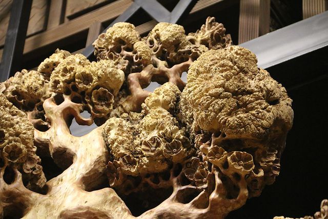 Siêu phẩm mai cổ từ gỗ nu quý hiếm giá bạc tỷ của dân chơi Hà Nội-10