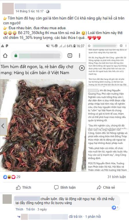 Vừa mới kéo nhau đổ xô đi mua tôm hùm đất, team nội trợ lại rầm rộ đòi tẩy chay vì nghe tin tôm có hại-2
