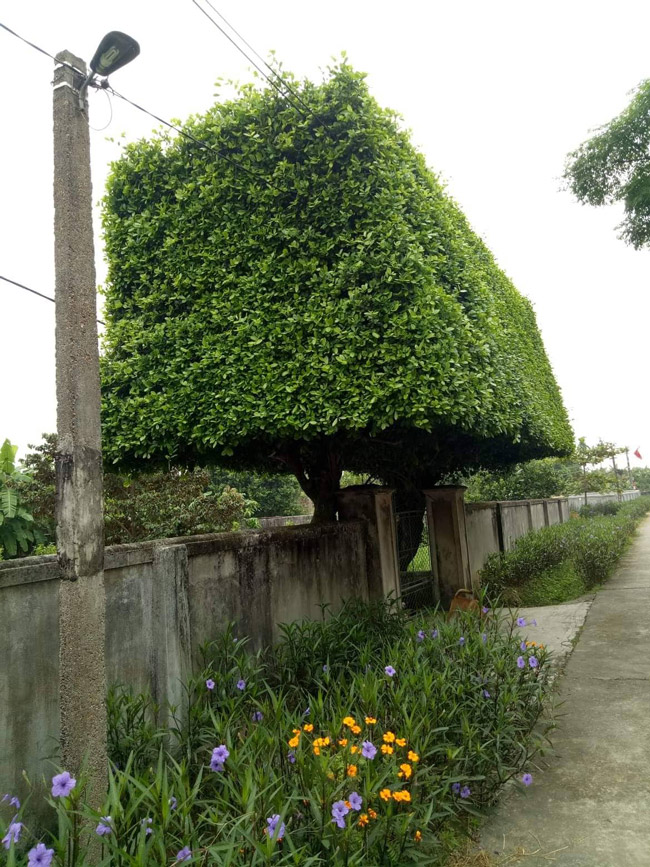 Người đàn ông Nghệ An biến 2 cây duối bỏ đi thành cổng nhà có giá hơn nửa tỷ-2