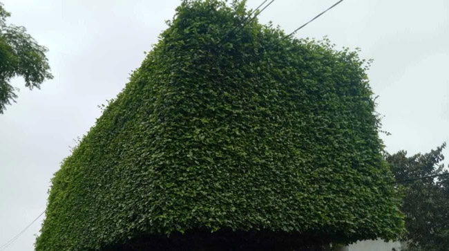 Người đàn ông Nghệ An biến 2 cây duối bỏ đi thành cổng nhà có giá hơn nửa tỷ-6