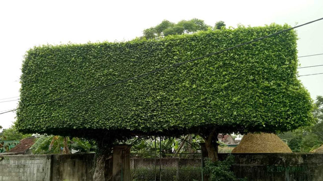 Người đàn ông Nghệ An biến 2 cây duối bỏ đi thành cổng nhà có giá hơn nửa tỷ-7