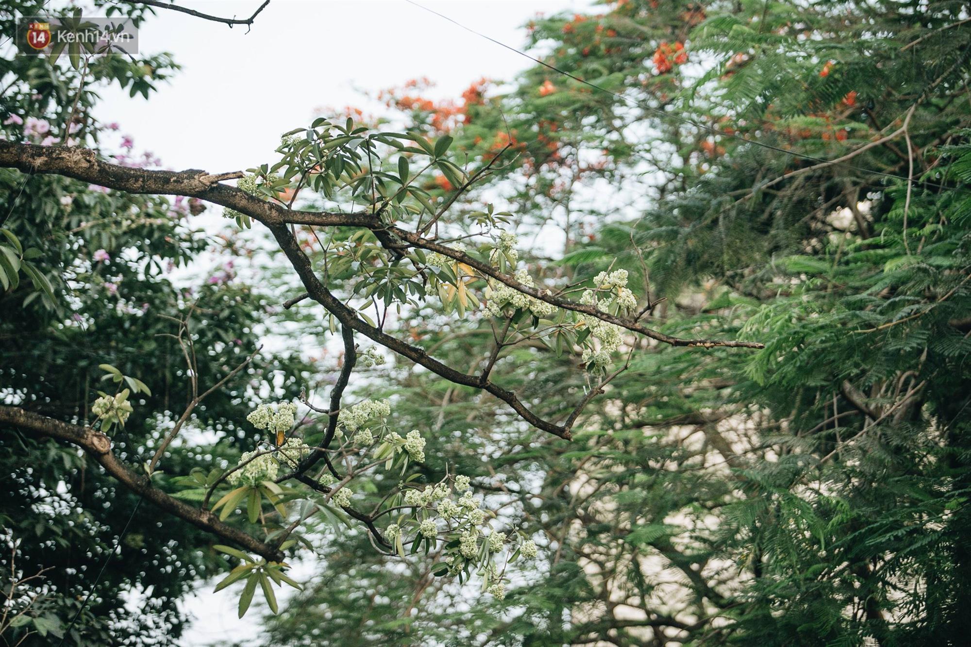 Không chỉ biến hạ thành đông, Hà Nội còn gọi cả hàng cây hoa sữa bung nở khắp phố dù trái mùa-1