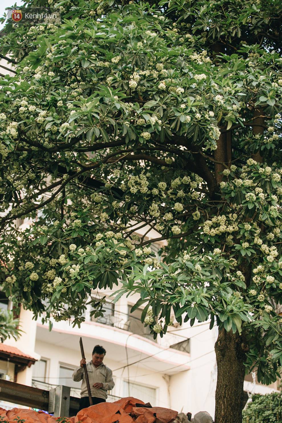 Không chỉ biến hạ thành đông, Hà Nội còn gọi cả hàng cây hoa sữa bung nở khắp phố dù trái mùa-3