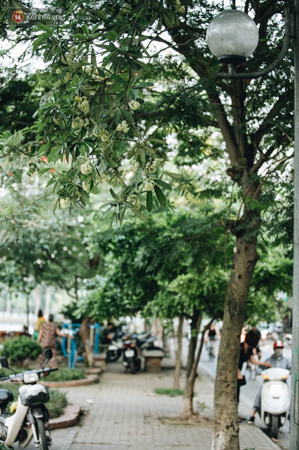 Không chỉ biến hạ thành đông, Hà Nội còn gọi cả hàng cây hoa sữa bung nở khắp phố dù trái mùa-4