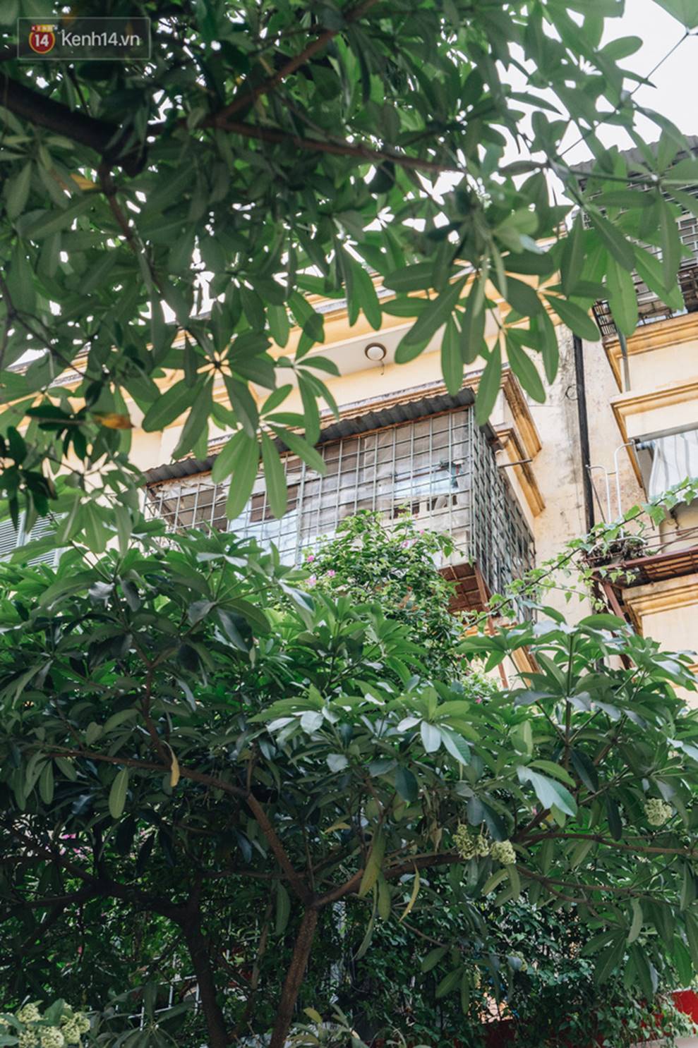 Không chỉ biến hạ thành đông, Hà Nội còn gọi cả hàng cây hoa sữa bung nở khắp phố dù trái mùa-8