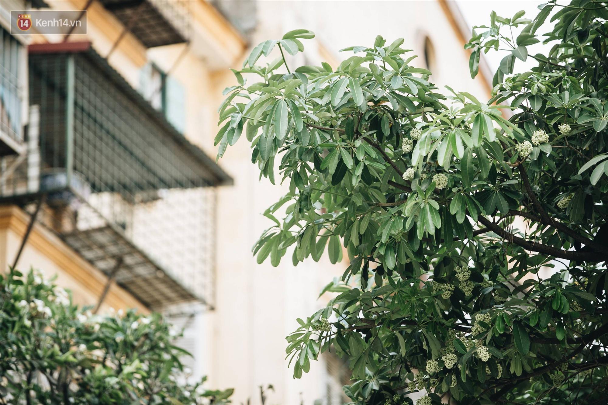 Không chỉ biến hạ thành đông, Hà Nội còn gọi cả hàng cây hoa sữa bung nở khắp phố dù trái mùa-11