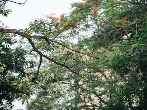 Không chỉ biến hạ thành đông, Hà Nội còn gọi cả hàng cây hoa sữa bung nở khắp phố dù trái mùa