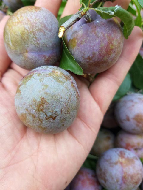 Sơn La: Mùa mận hậu thất bại, giá tăng cao mà lá... nhiều hơn quả-3