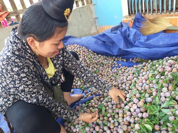 Sơn La: Mùa mận hậu thất bại, giá tăng cao mà lá... nhiều hơn quả-4