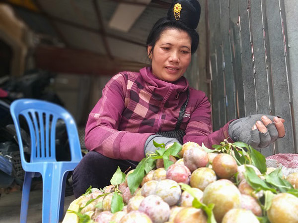 Sơn La: Mùa mận hậu thất bại, giá tăng cao mà lá... nhiều hơn quả-5