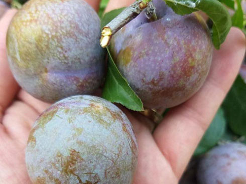 Ăn ngon - Khéo tay Khéo tay Tôi vào bếp Mận chín rộ, học ngay mẹ đảm 9x làm ô mai mận để dành ăn dần thôi!-7