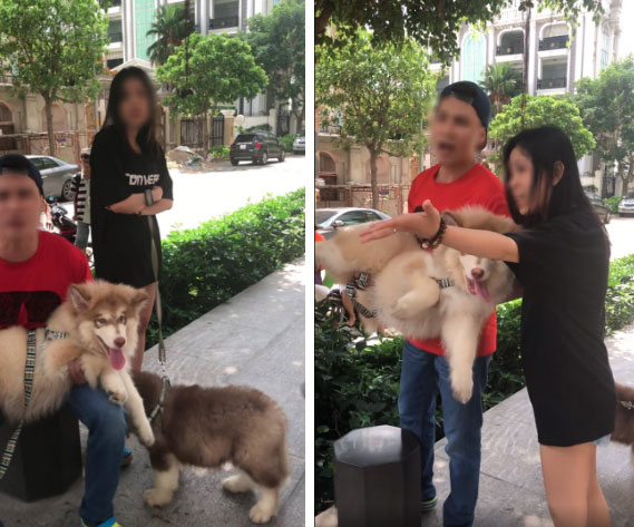 Bị nhắc nhở khi dắt chó trong khuôn viên chung cư, nam Việt Kiều quát nạt bác bảo vệ cùng nhiều người lớn tuổi: Chó tao là chó nằm máy lạnh!”-2