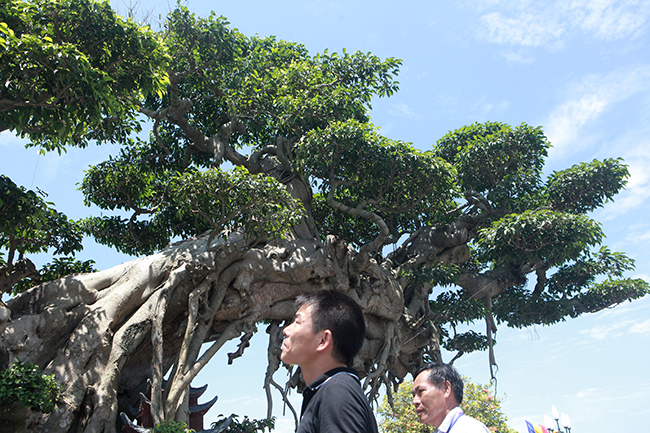 Cây sanh khủng nhất Việt Nam chưa hoàn thiện đã có giá triệu đô-10