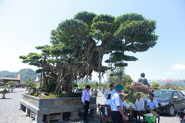 Cây sanh khủng nhất Việt Nam chưa hoàn thiện đã có giá triệu đô-11