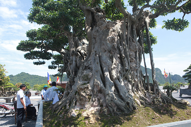 Cây sanh khủng nhất Việt Nam chưa hoàn thiện đã có giá triệu đô-3