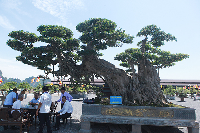 Cây sanh khủng nhất Việt Nam chưa hoàn thiện đã có giá triệu đô-4