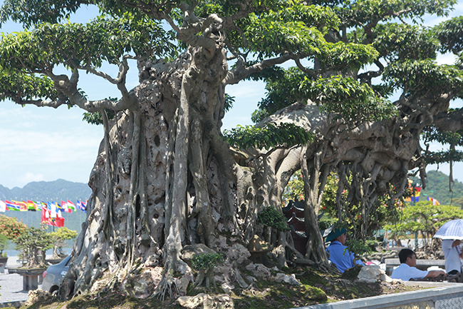 Cây sanh khủng nhất Việt Nam chưa hoàn thiện đã có giá triệu đô-5