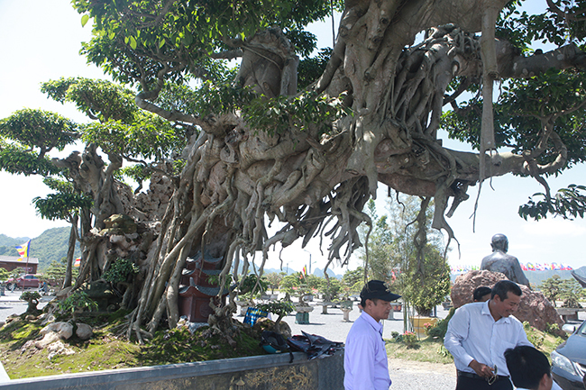 Cây sanh khủng nhất Việt Nam chưa hoàn thiện đã có giá triệu đô-6