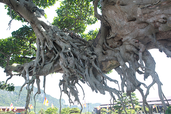 Cây sanh khủng nhất Việt Nam chưa hoàn thiện đã có giá triệu đô-7