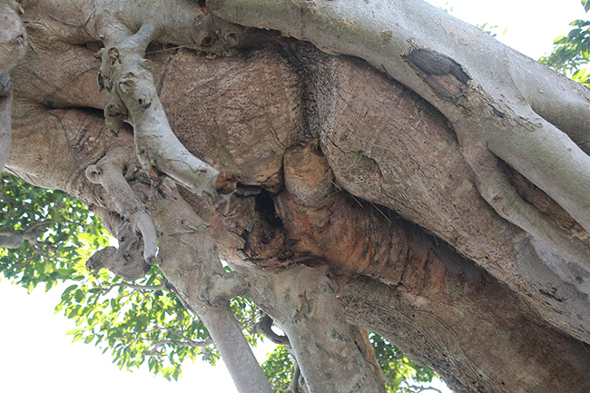 Cây sanh khủng nhất Việt Nam chưa hoàn thiện đã có giá triệu đô-8