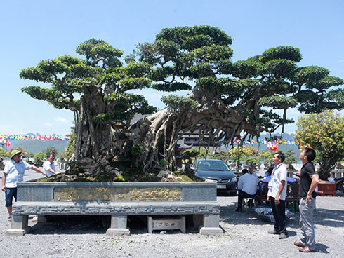 Gần 20 năm tạo tác, từ cây sanh không giá trị thành voi ma mút giá hơn tỷ đồng-15