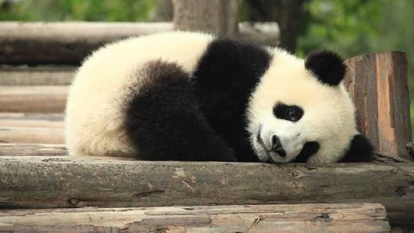 Giải oan cho chị gấu trúc giả có bầu để được ăn sung mặc sướng: Sự thật đáng buồn hơn bạn tưởng-3